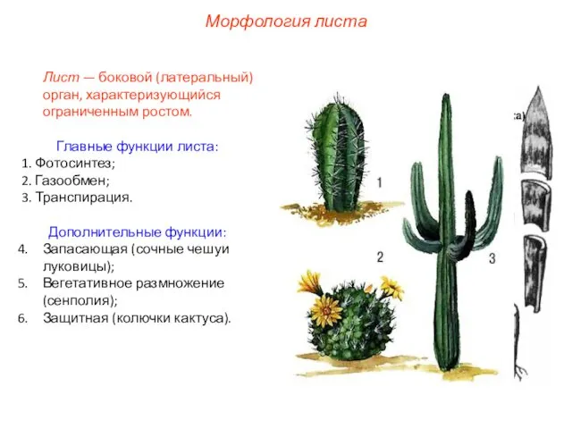 Морфология листа Лист — боковой (латеральный) орган, характеризующийся ограниченным ростом. Главные