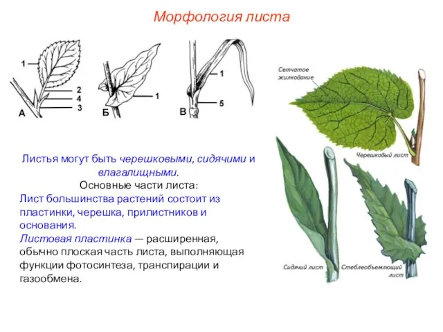 Листья могут быть черешковыми, сидячими и влагалищными. Основные части листа: Лист