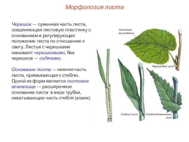 Черешок — суженная часть листа, соединяющая листовую пластинку с основанием и