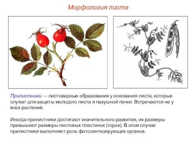 Прилистники — листовидные образования у основания листа, которые служат для защиты