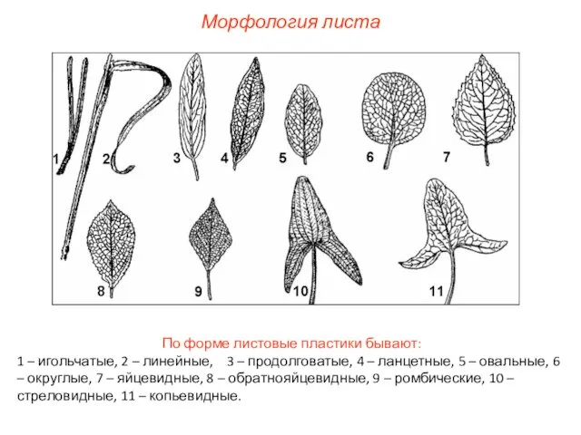 По форме листовые пластики бывают: 1 – игольчатые, 2 – линейные,