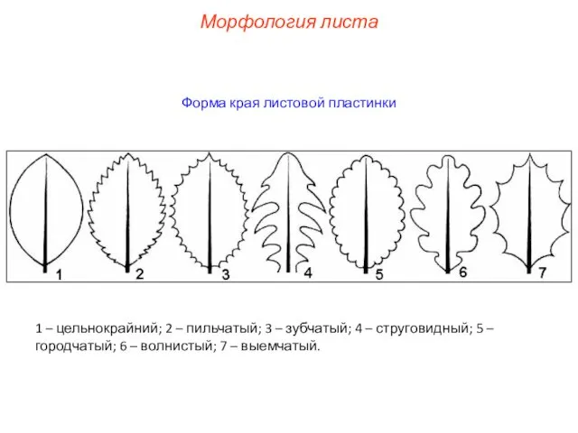 Форма края листовой пластинки 1 – цельнокрайний; 2 – пильчатый; 3