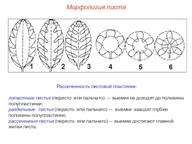 Рассеченность листовой пластинки: лопастные листья (перисто- или пальчато) — выемки не