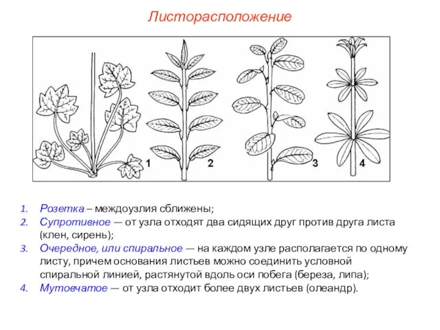 Розетка – междоузлия сближены; Супротивное — от узла отходят два сидящих