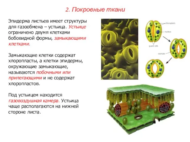 Эпидерма листьев имеет структуры для газообмена – устьица. Устьице ограничено двумя