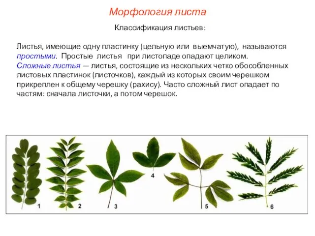 Классификация листьев: Листья, имеющие одну пластинку (цельную или выемчатую), называются простыми.