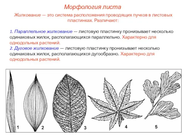 Жилкование — это система расположения проводящих пучков в листовых пластинках. Различают: