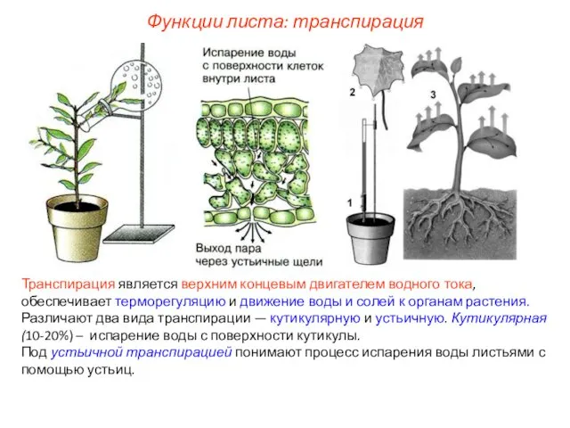Транспирация является верхним концевым двигателем водного тока, обеспечивает терморегуляцию и движение