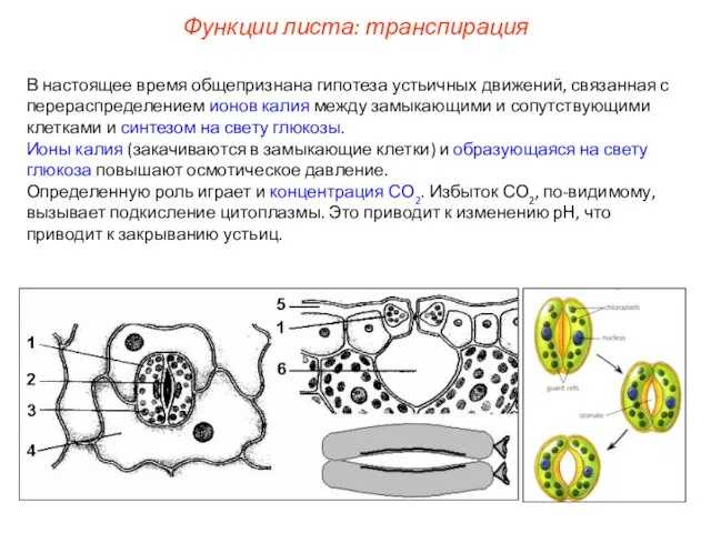 В настоящее время общепризнана гипотеза устьичных движений, связанная с перераспределением ионов