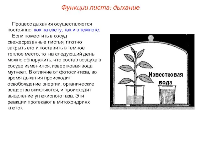 Процесс дыхания осуществляется постоянно, как на свету, так и в темноте.