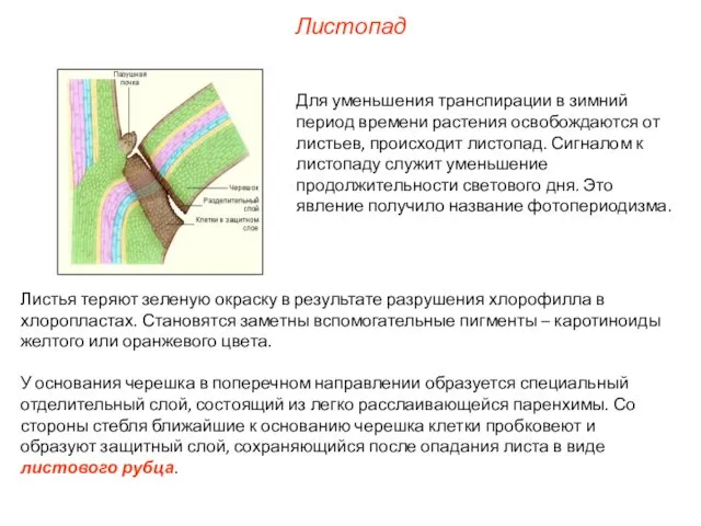 Для уменьшения транспирации в зимний период времени растения освобождаются от листьев,