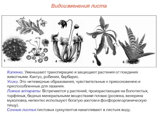 Колючки. Уменьшают транспирацию и защищают растения от поедания животными. Кактус, робиния,