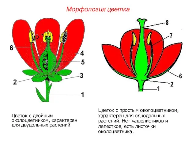 Цветок с двойным околоцветником, характерен для двудольных растений Цветок с простым