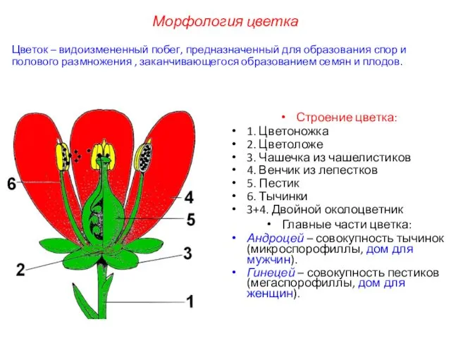 Строение цветка: 1. Цветоножка 2. Цветоложе 3. Чашечка из чашелистиков 4.