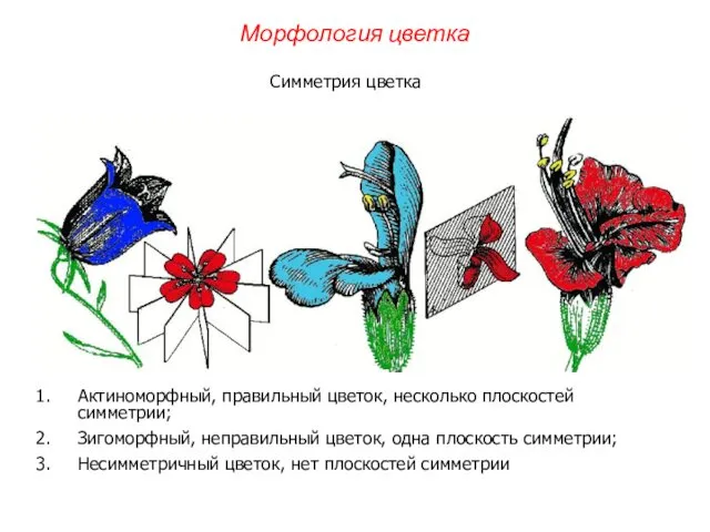 Актиноморфный, правильный цветок, несколько плоскостей симметрии; Зигоморфный, неправильный цветок, одна плоскость