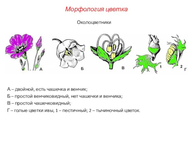 А – двойной, есть чашечка и венчик; Б – простой венчиковидный,