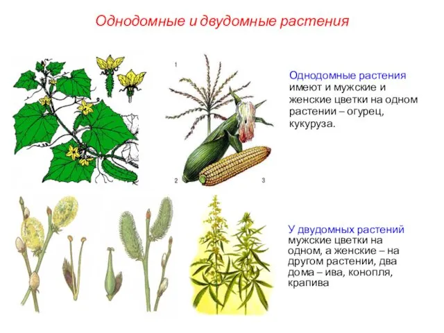 Однодомные растения имеют и мужские и женские цветки на одном растении