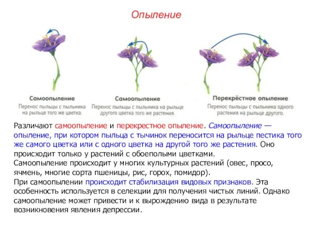 Опыление Различают самоопыление и перекрестное опыление. Самоопыление — опыление, при котором