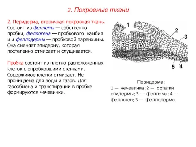 2. Перидерма, вторичная покровная ткань. Состоит из феллемы — собственно пробки,