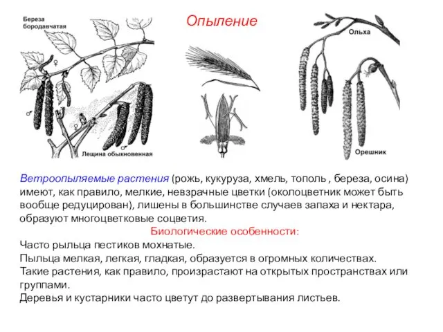 Ветроопыляемые растения (рожь, кукуруза, хмель, тополь , береза, осина) имеют, как