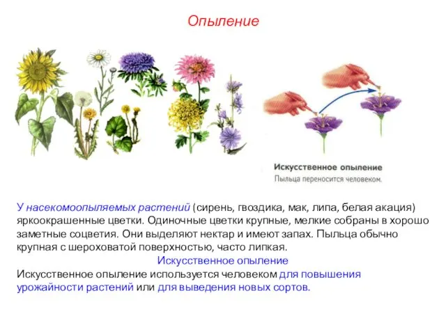 Опыление У насекомоопыляемых растений (сирень, гвоздика, мак, липа, белая акация) яркоокрашенные