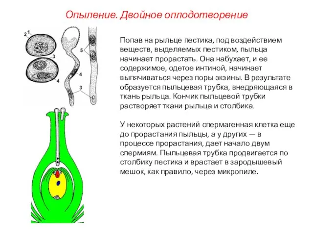 Попав на рыльце пестика, под воздействием веществ, выделяемых пестиком, пыльца начинает