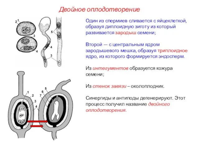 Один из спермиев сливается с яйцеклеткой, образуя диплоидную зиготу из который