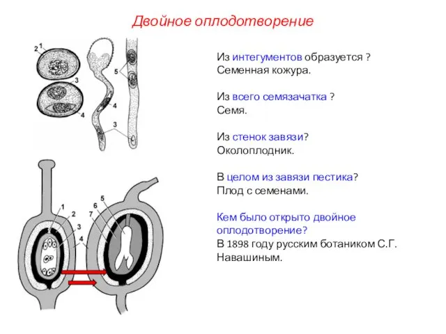 Из интегументов образуется ? Семенная кожура. Из всего семязачатка ? Семя.