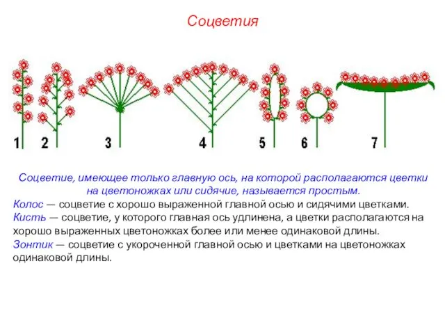 Соцветие, имеющее только главную ось, на которой располагаются цветки на цветоножках