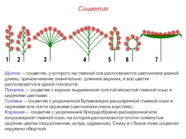 Щиток — соцветие, у которого на главной оси располагаются цветоножки разной