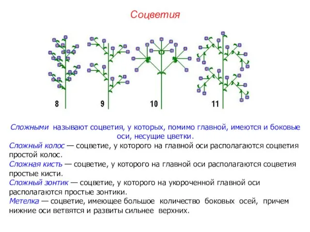 Сложными называют соцветия, у которых, помимо главной, имеются и боковые оси,