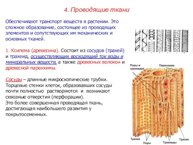 Обеспечивают транспорт веществ в растении. Это сложное образование, состоящее из проводящих