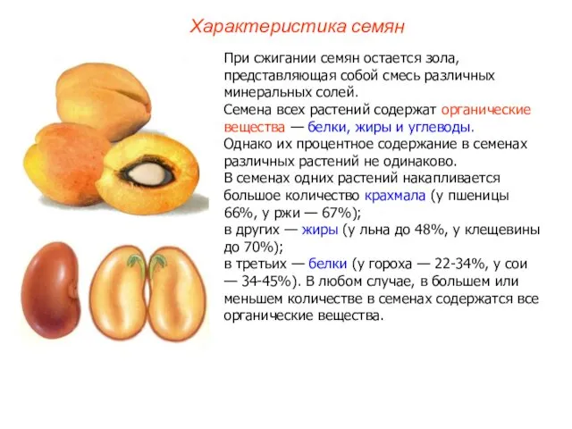 При сжигании семян остается зола, представляющая собой смесь различных минеральных солей.