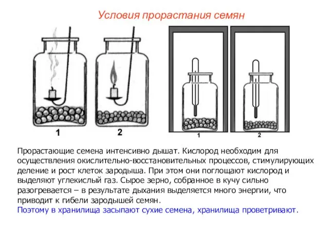 Прорастающие семена интенсивно дышат. Кислород необходим для осуществления окислительно-восстановительных процессов, стимулирующих