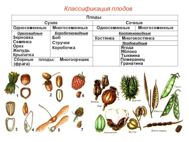 Классификация плодов