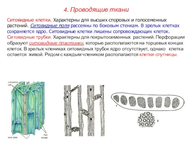 Ситовидные клетки. Характерны для высших споровых и голосеменных растений. Ситовидные поля