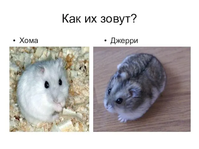 Как их зовут? Хома Джерри