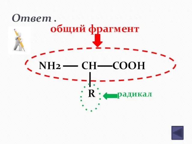 Ответ . NH2 CH COOH R общий фрагмент радикал