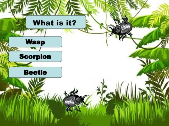 Wasp Scorpion Beetle What is it?