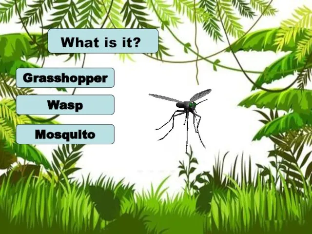 Grasshopper Wasp Mosquito What is it?