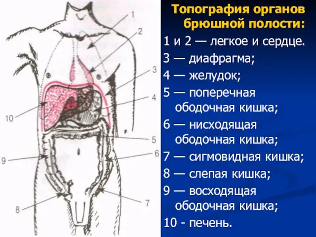 Топография органов брюшной полости: 1 и 2 — легкое и сердце.