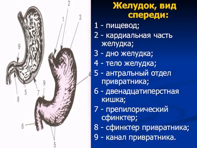 Желудок, вид спереди: 1 - пищевод; 2 - кардиальная часть желудка;