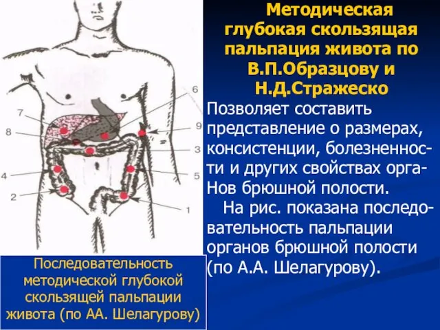 Последовательность методической глубокой скользящей пальпации живота (по АА. Шелагурову) Методическая глубокая