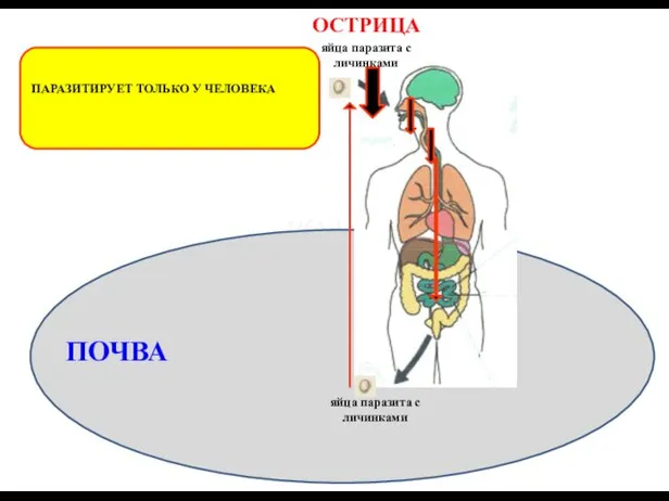 ОСТРИЦА ПАРАЗИТИРУЕТ ТОЛЬКО У ЧЕЛОВЕКА ВОДА ПОЧВА яйца паразита с личинками яйца паразита с личинками