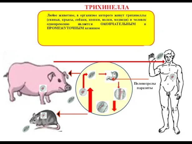 ТРИХИНЕЛЛА Любое животное, в организме которого живут трихинеллы (свиньи, крысы, собаки,