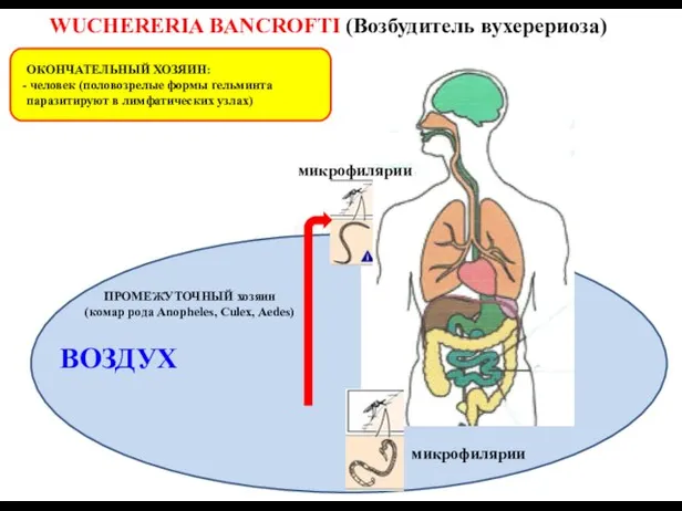 WUCHERERIA BANCROFTI (Возбудитель вухерериоза) ВОДА ВОЗДУХ ОКОНЧАТЕЛЬНЫЙ ХОЗЯИН: человек (половозрелые формы