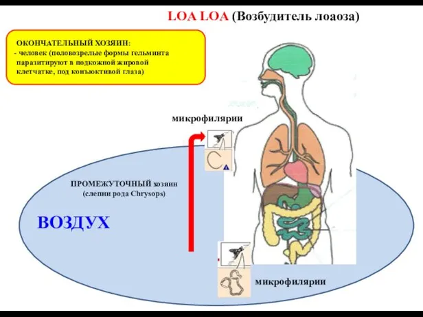 LOA LOA (Возбудитель лоаоза) ВОДА ВОЗДУХ ОКОНЧАТЕЛЬНЫЙ ХОЗЯИН: человек (половозрелые формы