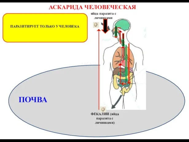 АСКАРИДА ЧЕЛОВЕЧЕСКАЯ ПАРАЗИТИРУЕТ ТОЛЬКО У ЧЕЛОВЕКА ВОДА ПОЧВА ФЕКАЛИИ (яйца паразита