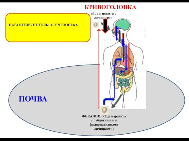 КРИВОГОЛОВКА ПАРАЗИТИРУЕТ ТОЛЬКО У ЧЕЛОВЕКА ВОДА ПОЧВА ФЕКАЛИИ (яйца паразита с