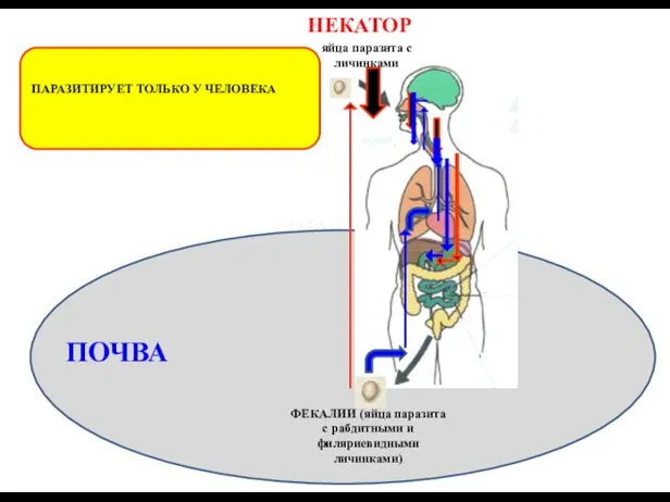 ПАРАЗИТИРУЕТ ТОЛЬКО У ЧЕЛОВЕКА ВОДА ПОЧВА ФЕКАЛИИ (яйца паразита с рабдитными